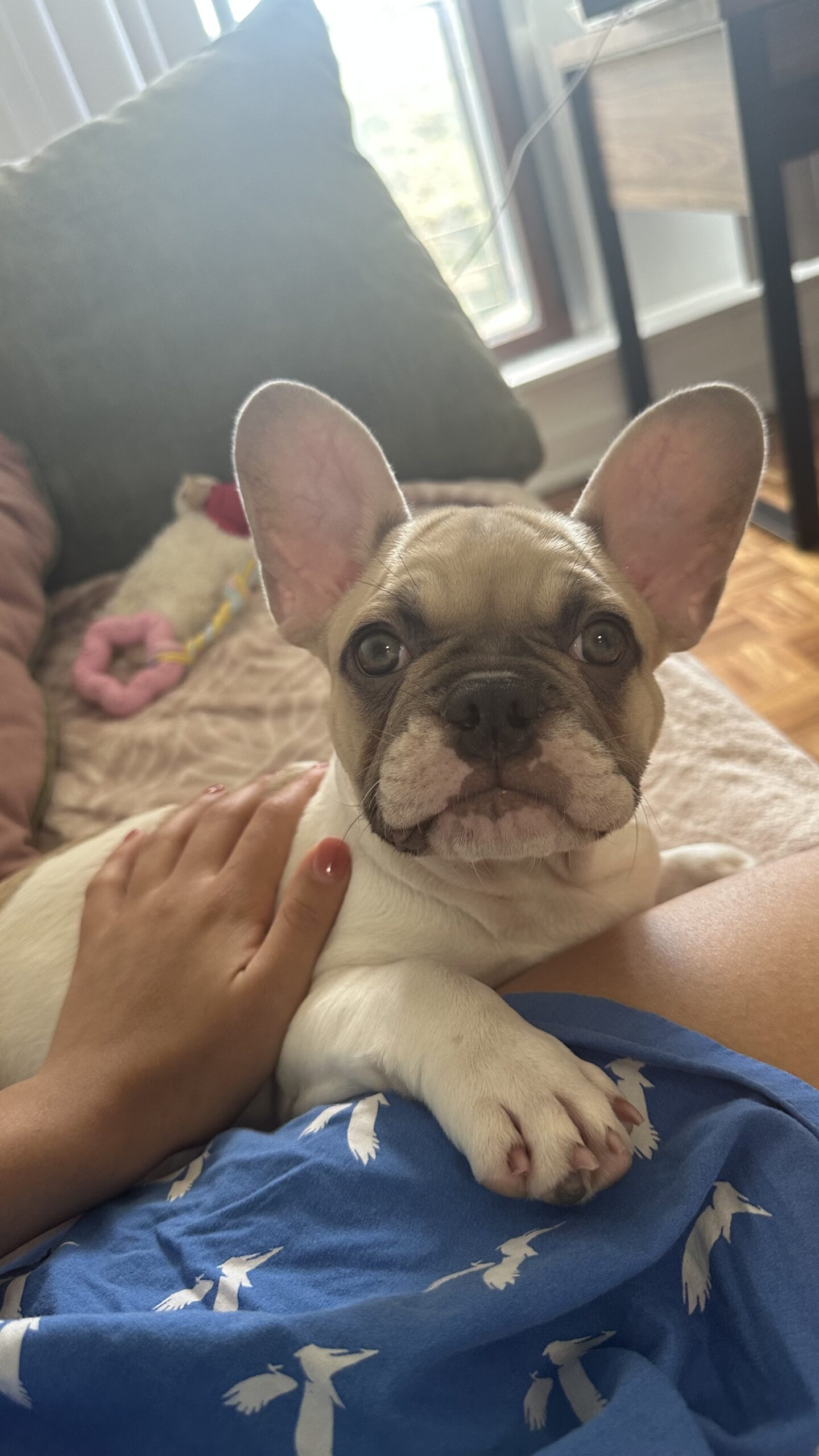 Female French Bulldog Puppy