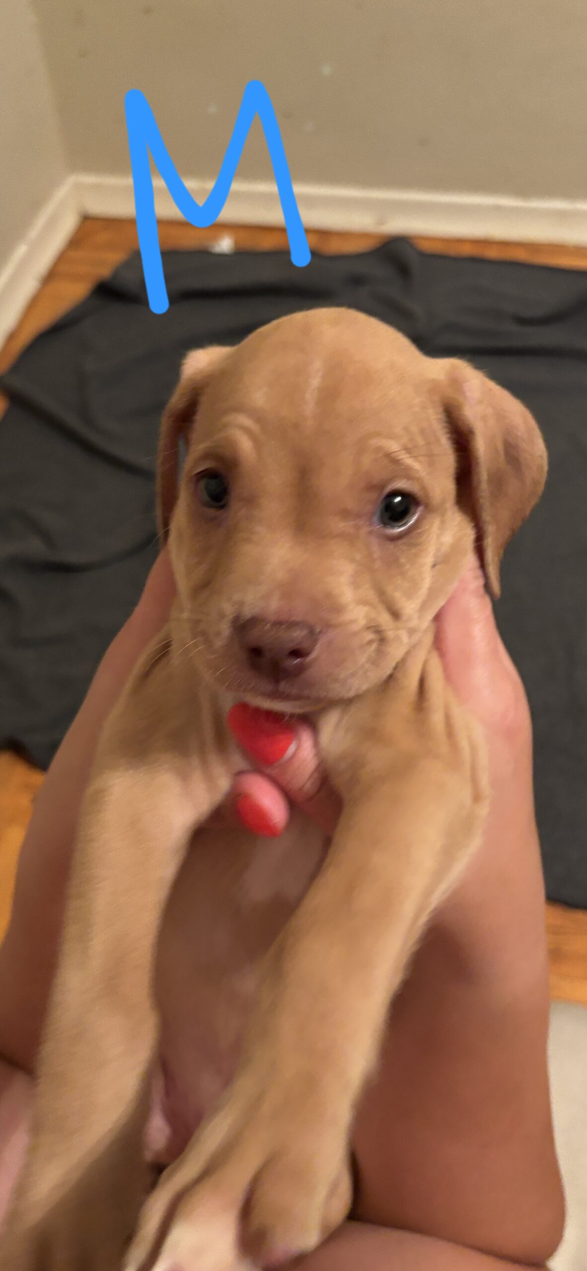 Bullador Puppies for sale