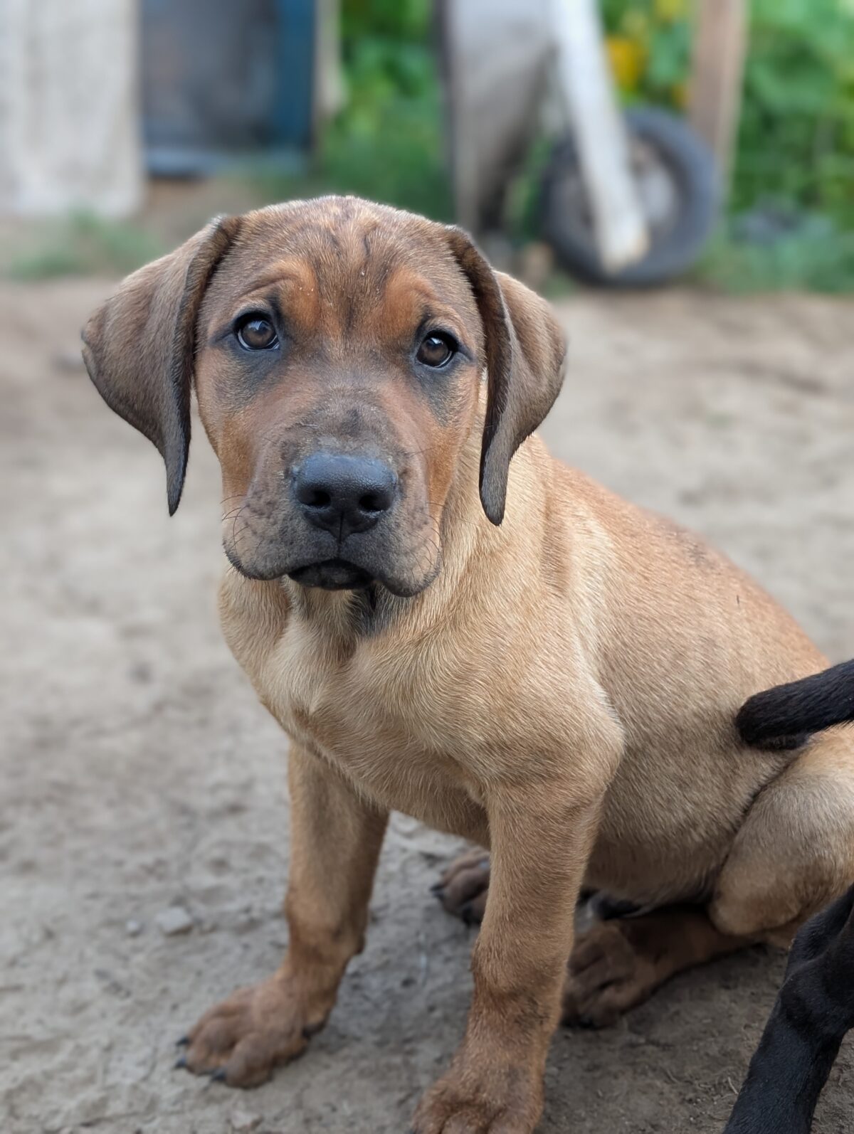 Presa Canario x Chocolate Lab Puppies for sale