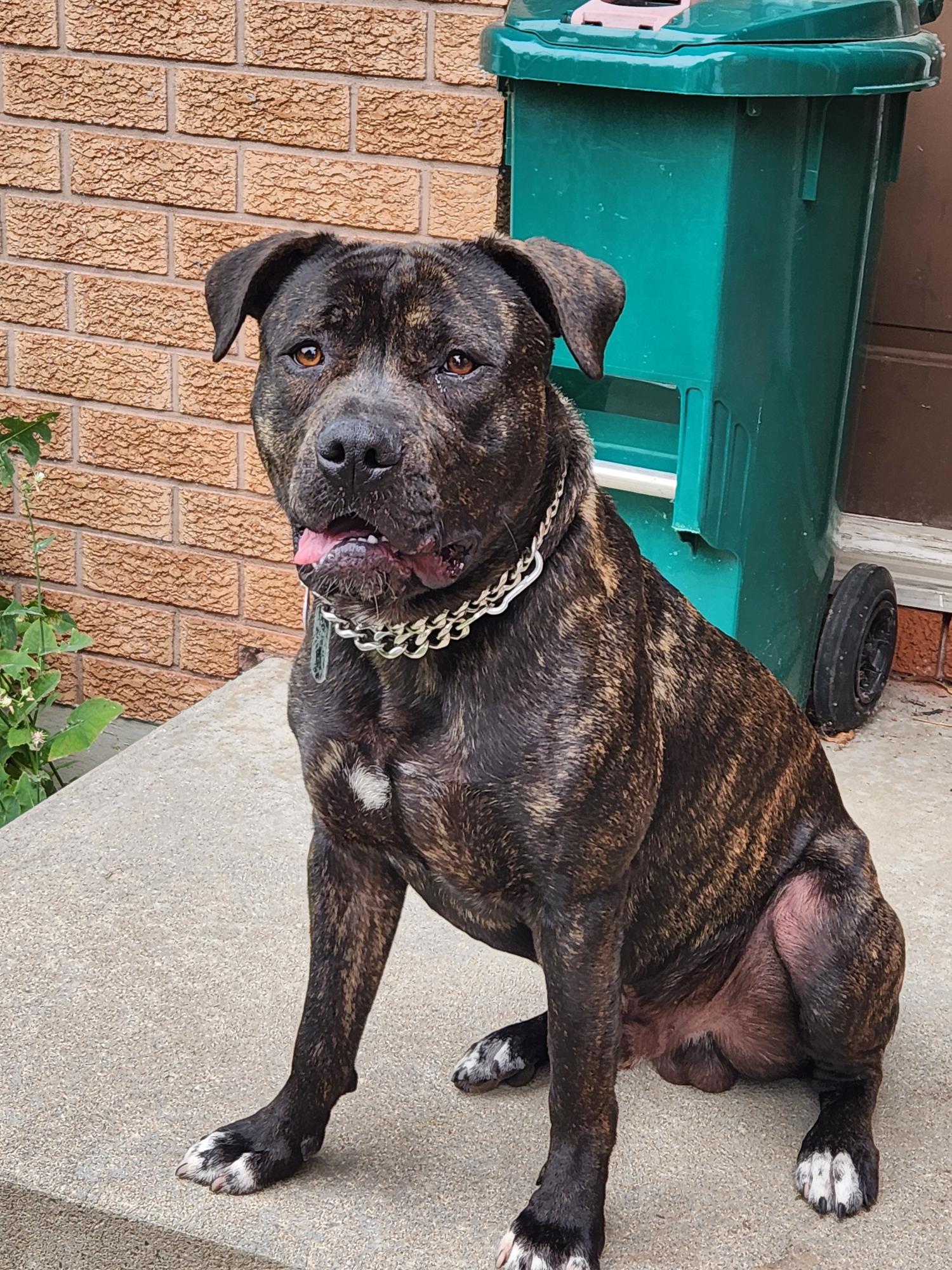 1 Year Old Cane Corso for sale