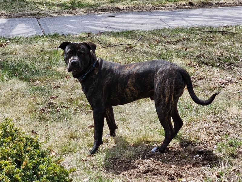1 Year Old Cane Corso for sale