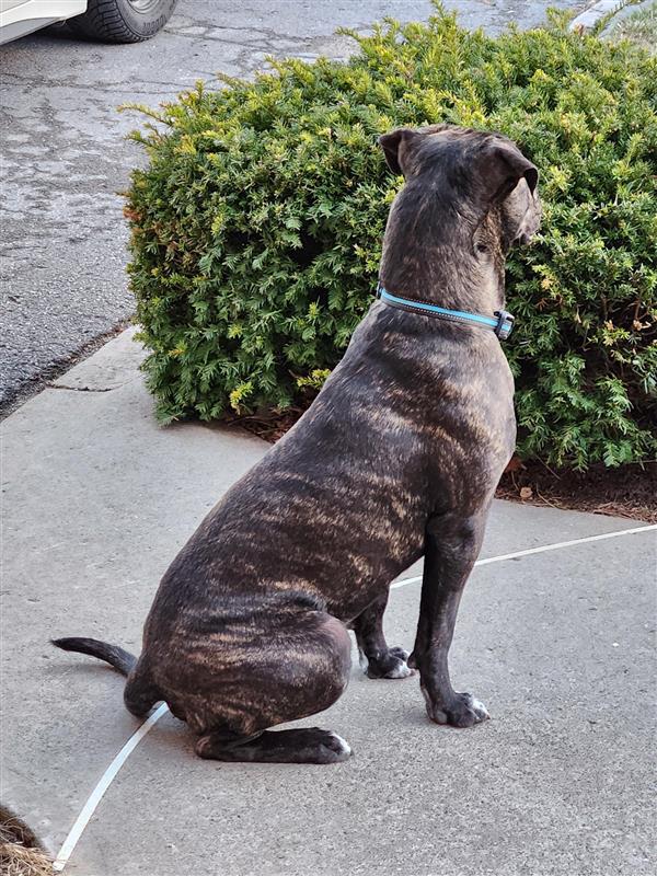 1 Year Old Cane Corso for sale