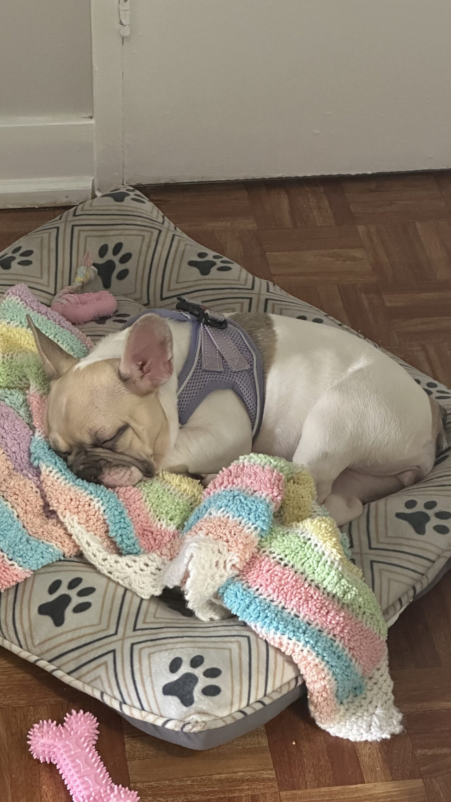 Female French Bulldog Puppy