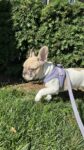 Female French Bulldog Puppy