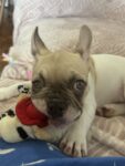 Female French Bulldog Puppy