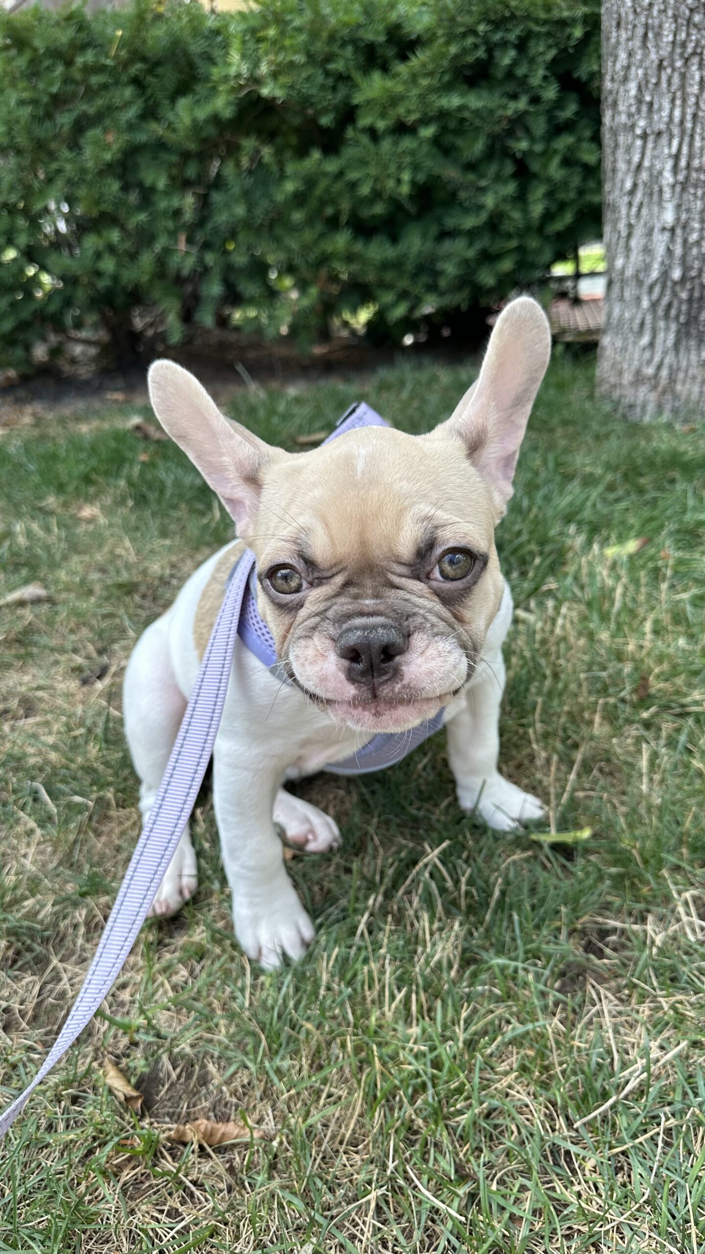 Female French Bulldog Puppy