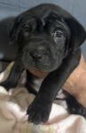 Shar Pei  Puppy for sale