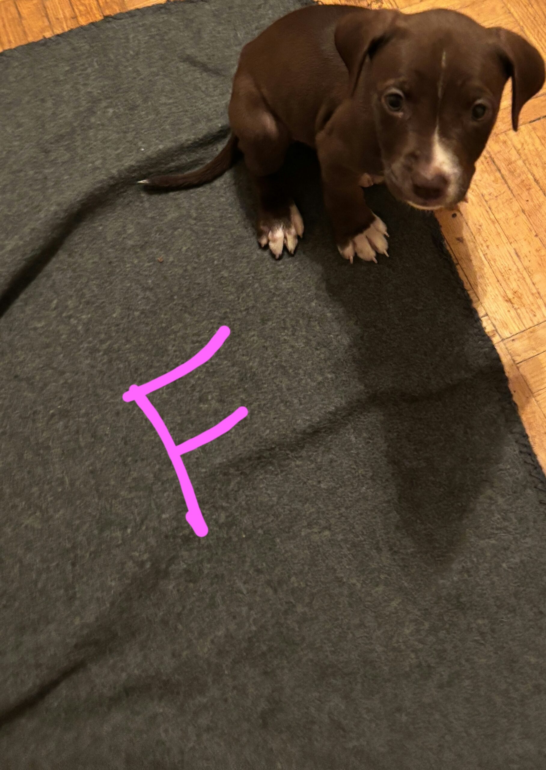 Bullador Puppies for sale