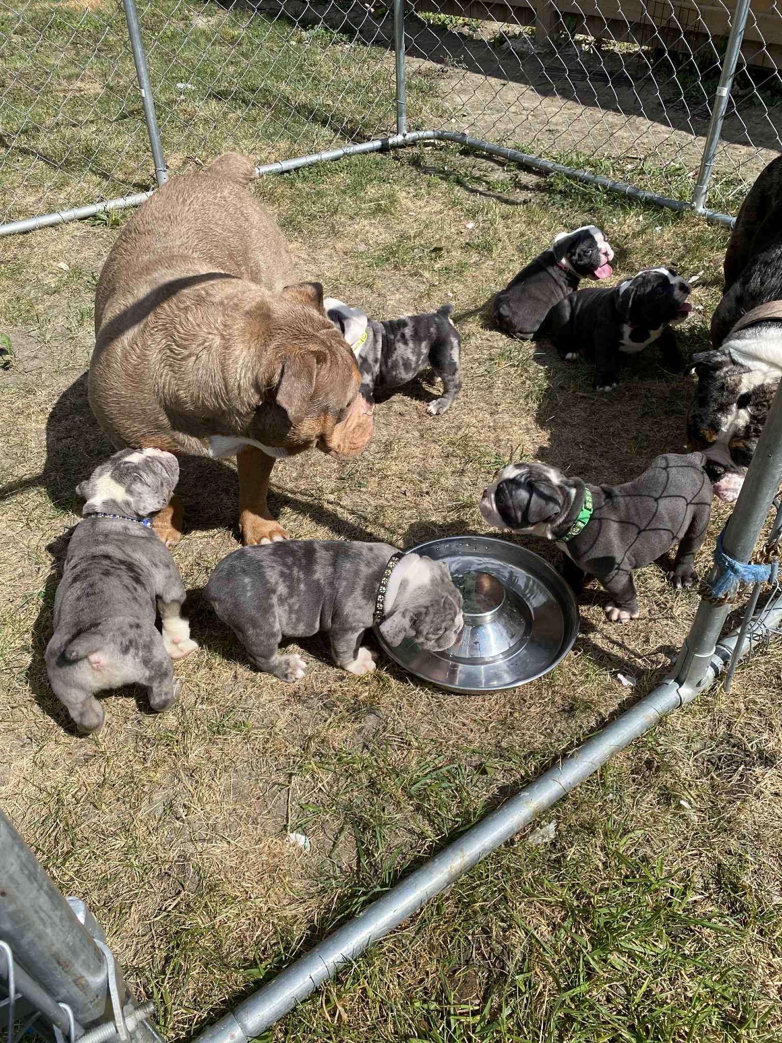 Puppies for sale