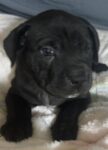 Shar Pei  Puppy for sale