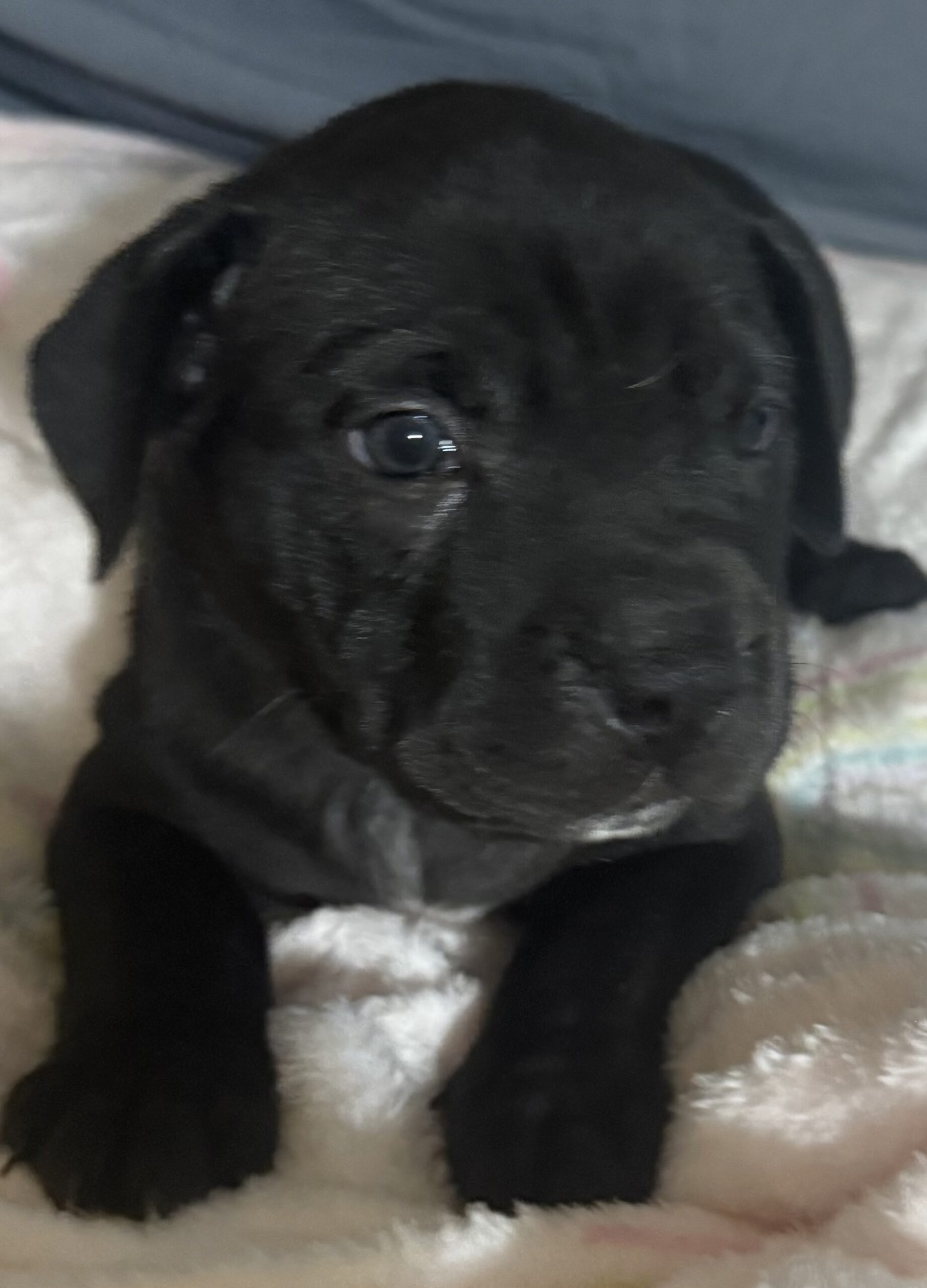 Shar Pei  Puppy for sale