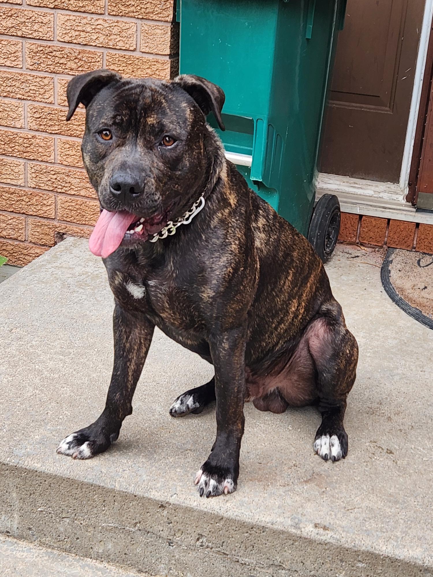 1 Year Old Cane Corso for sale