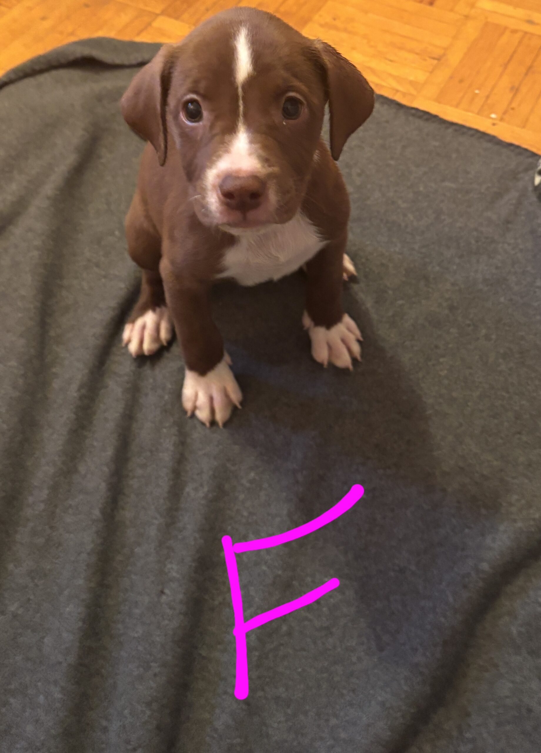 Bullador Puppies for sale