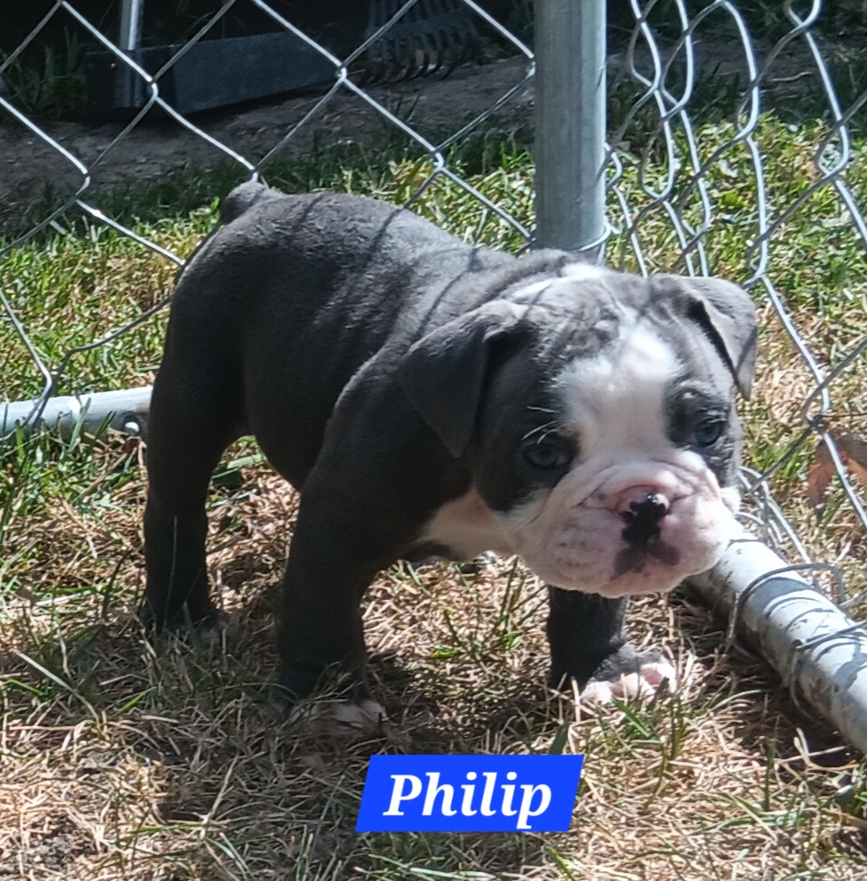 Puppies for sale