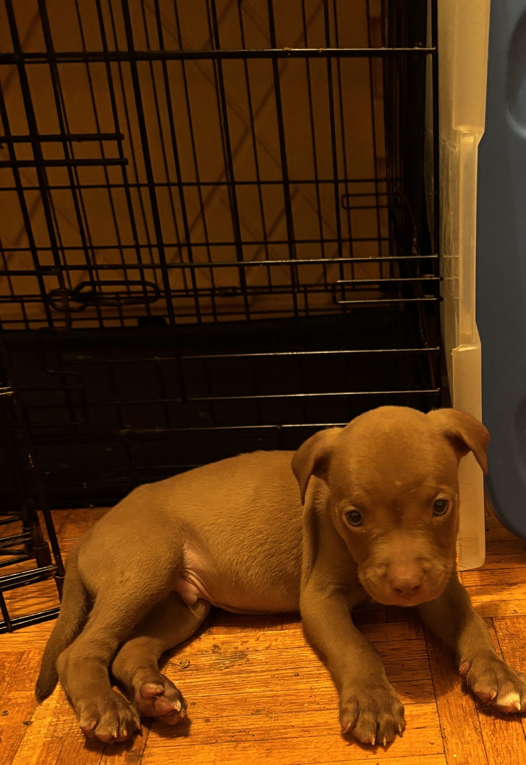 Puppies for sale