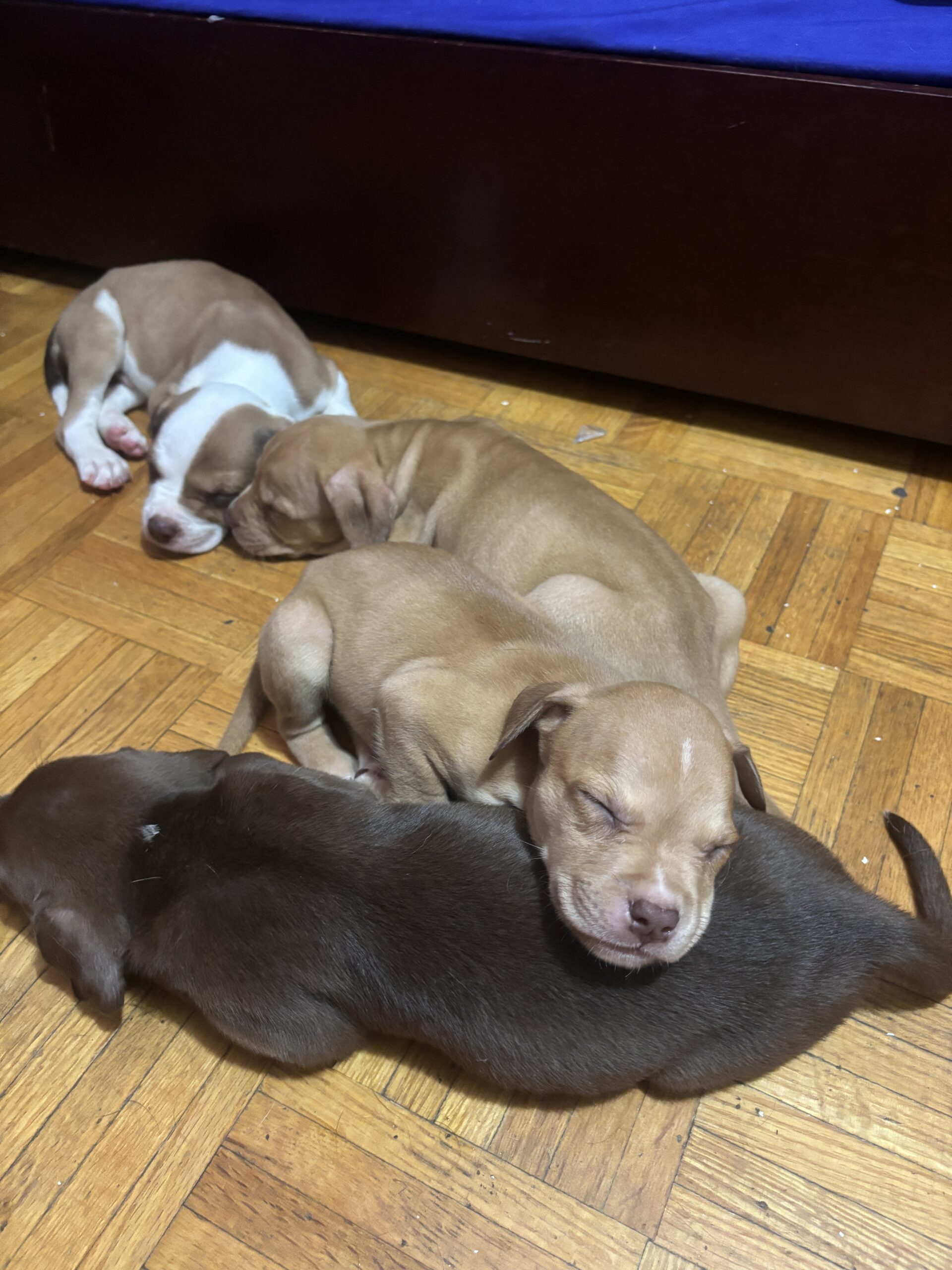 Puppies for sale