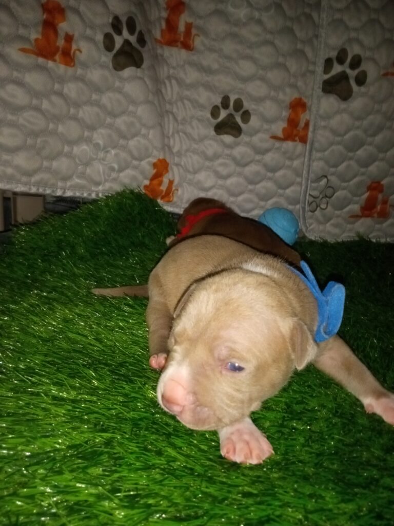 Toronto American Classic Bully Puppies