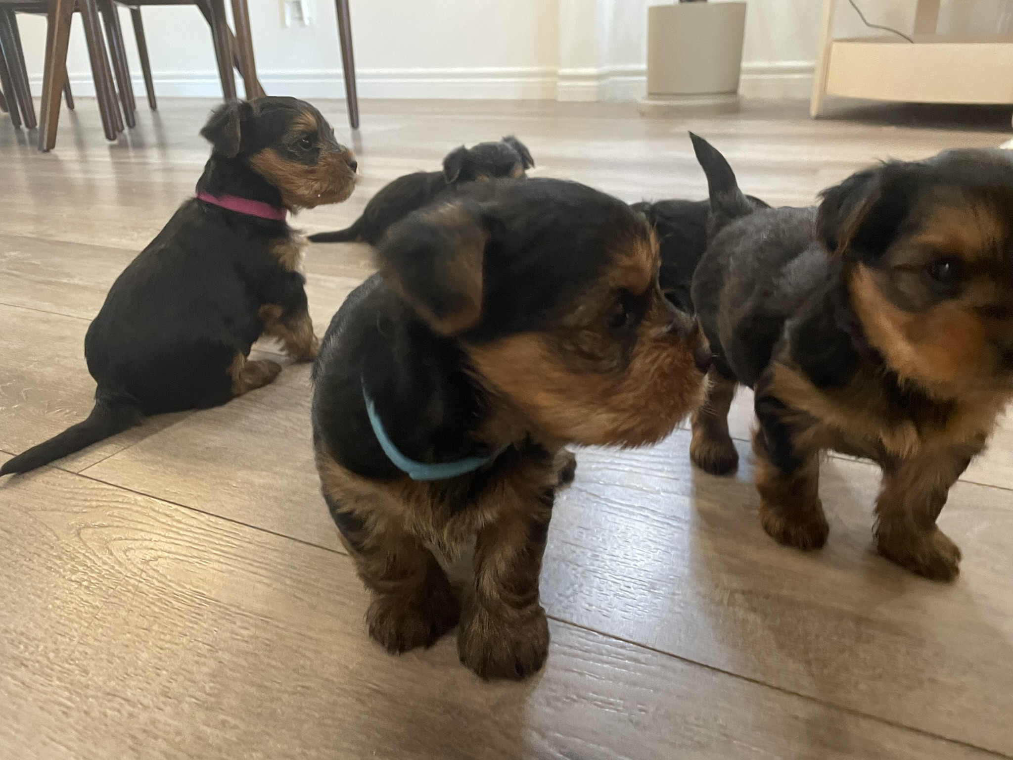 Yorkie Puppies for sale