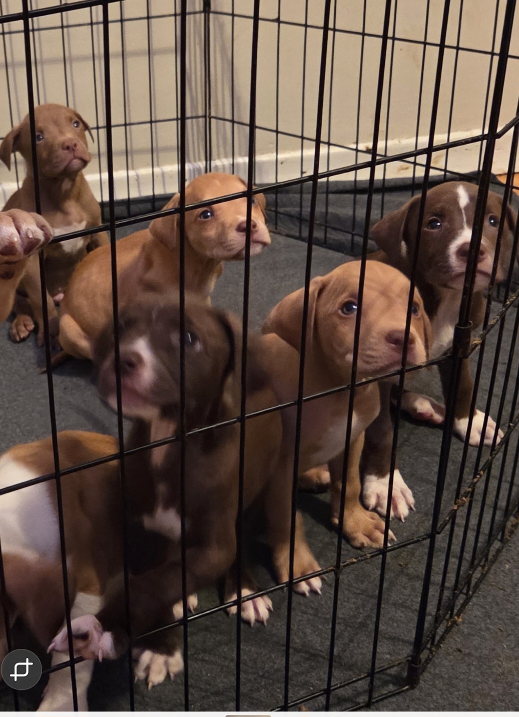 Puppies for sale