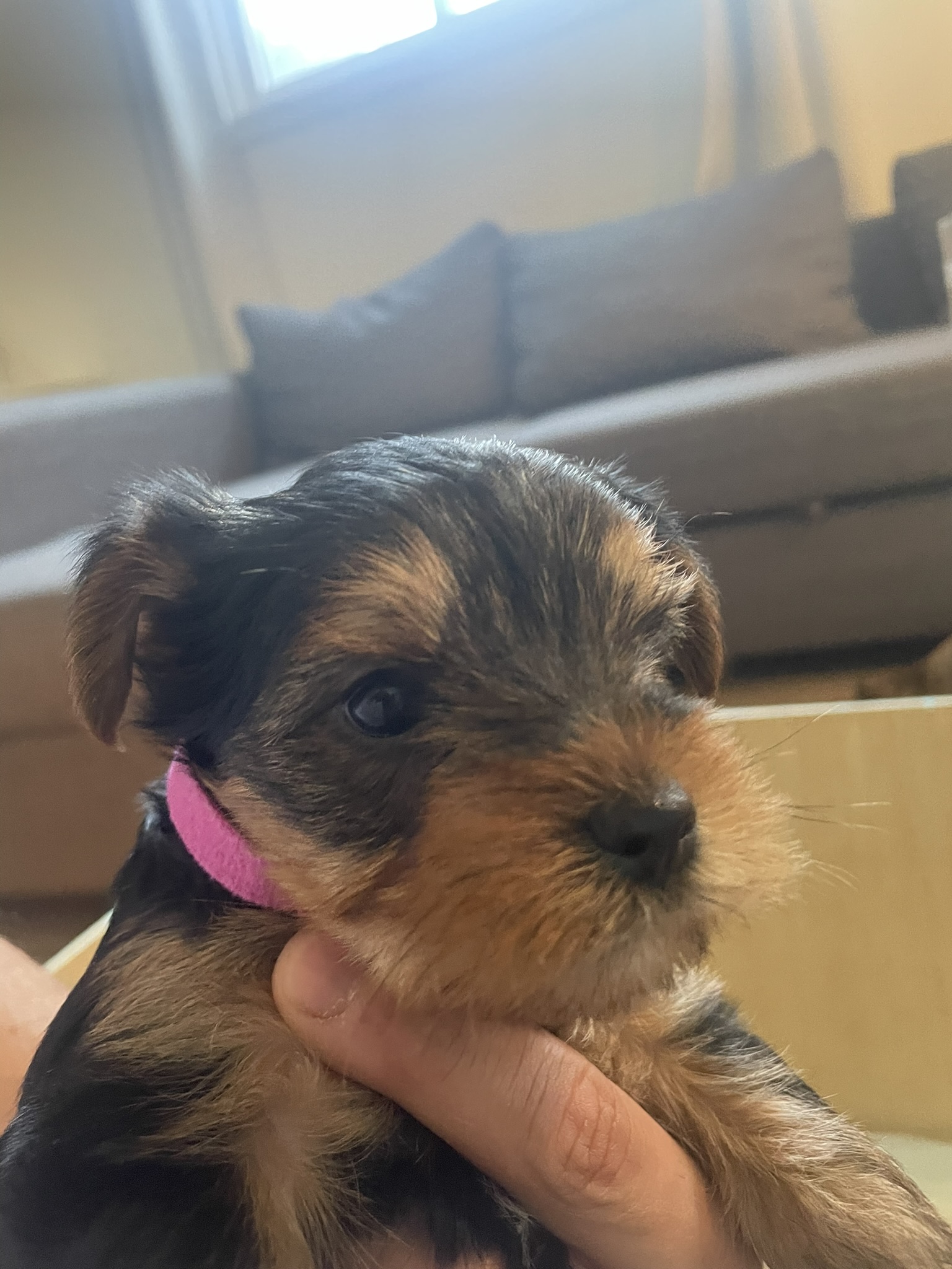 Yorkie Puppies for sale
