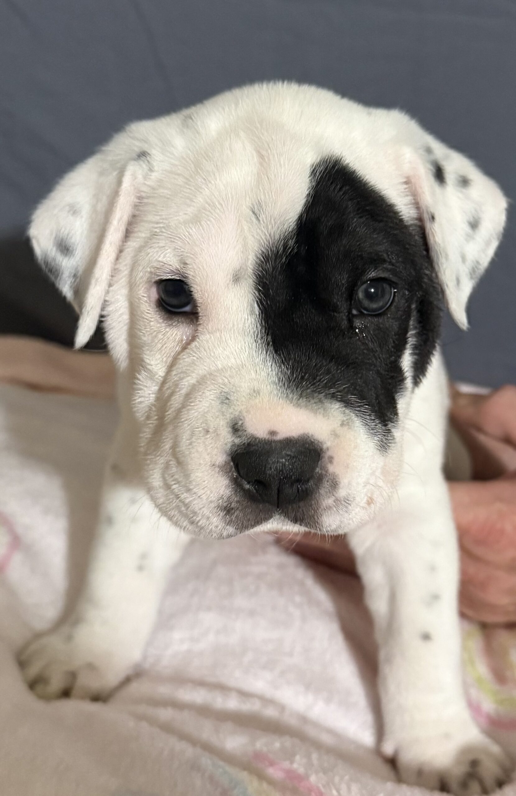 Sharpei Puppies for sale