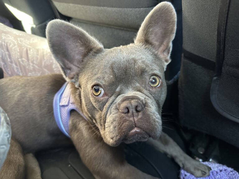 Sweet French Bulldog for sale