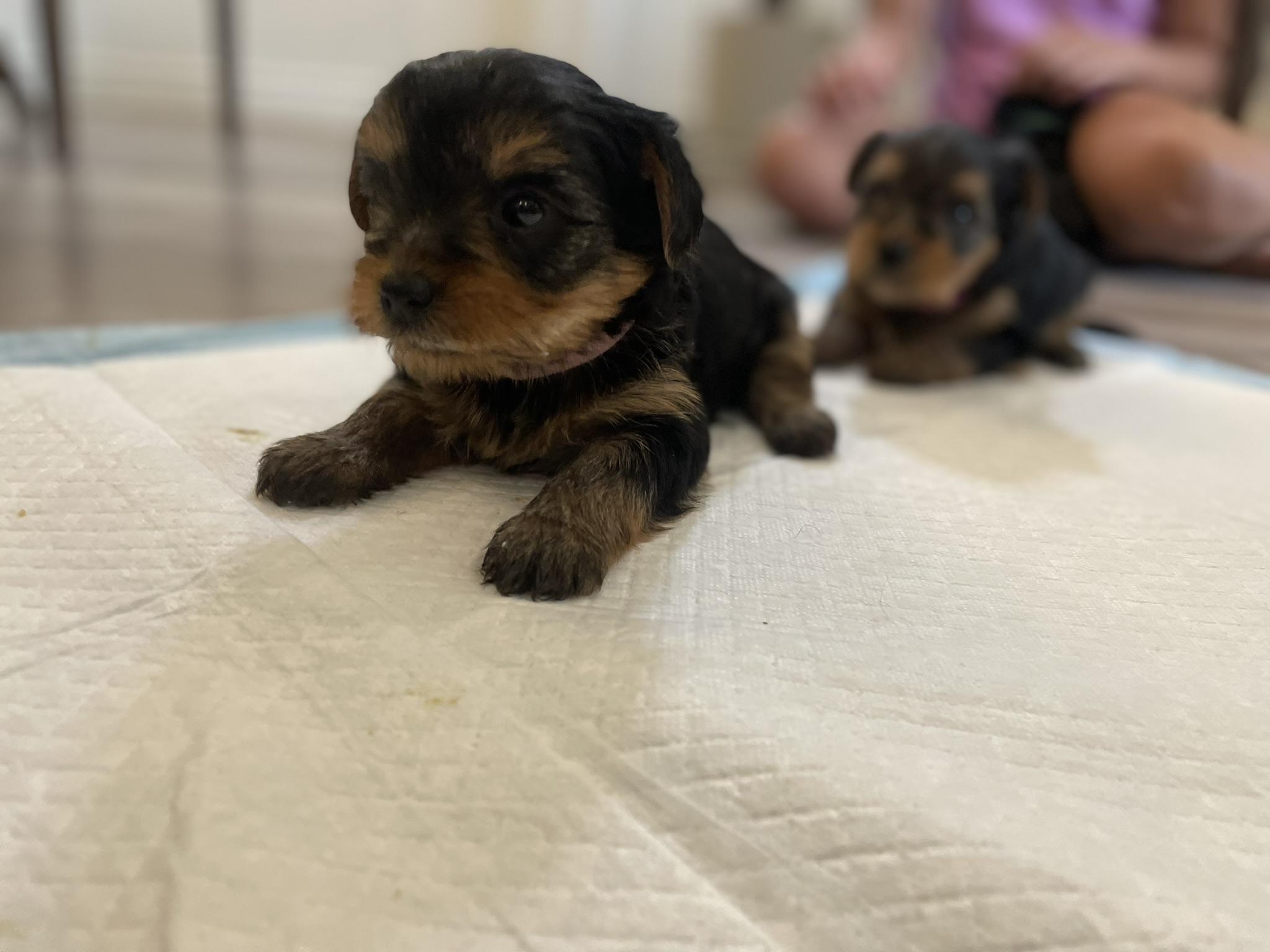 Yorkie Puppies for sale