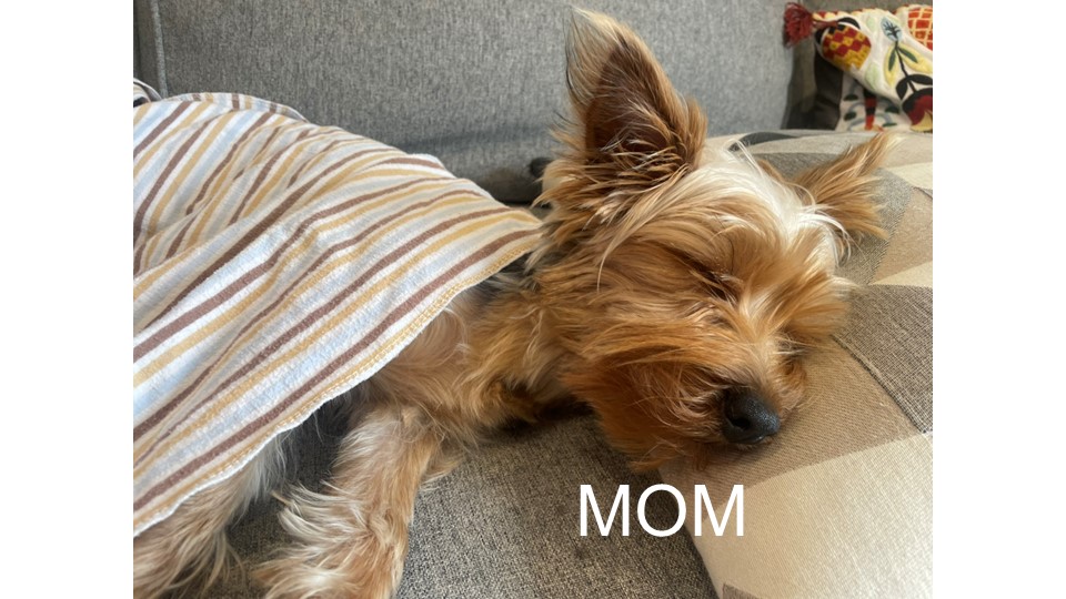 Yorkie Puppies for sale