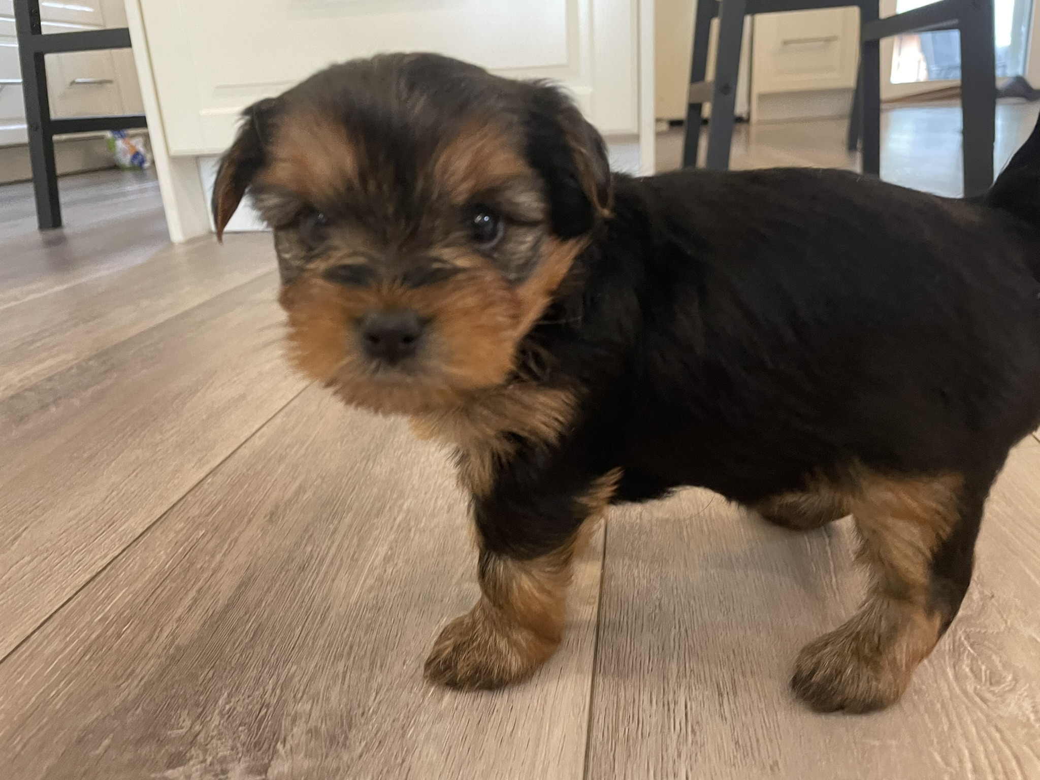 Puppies for sale
