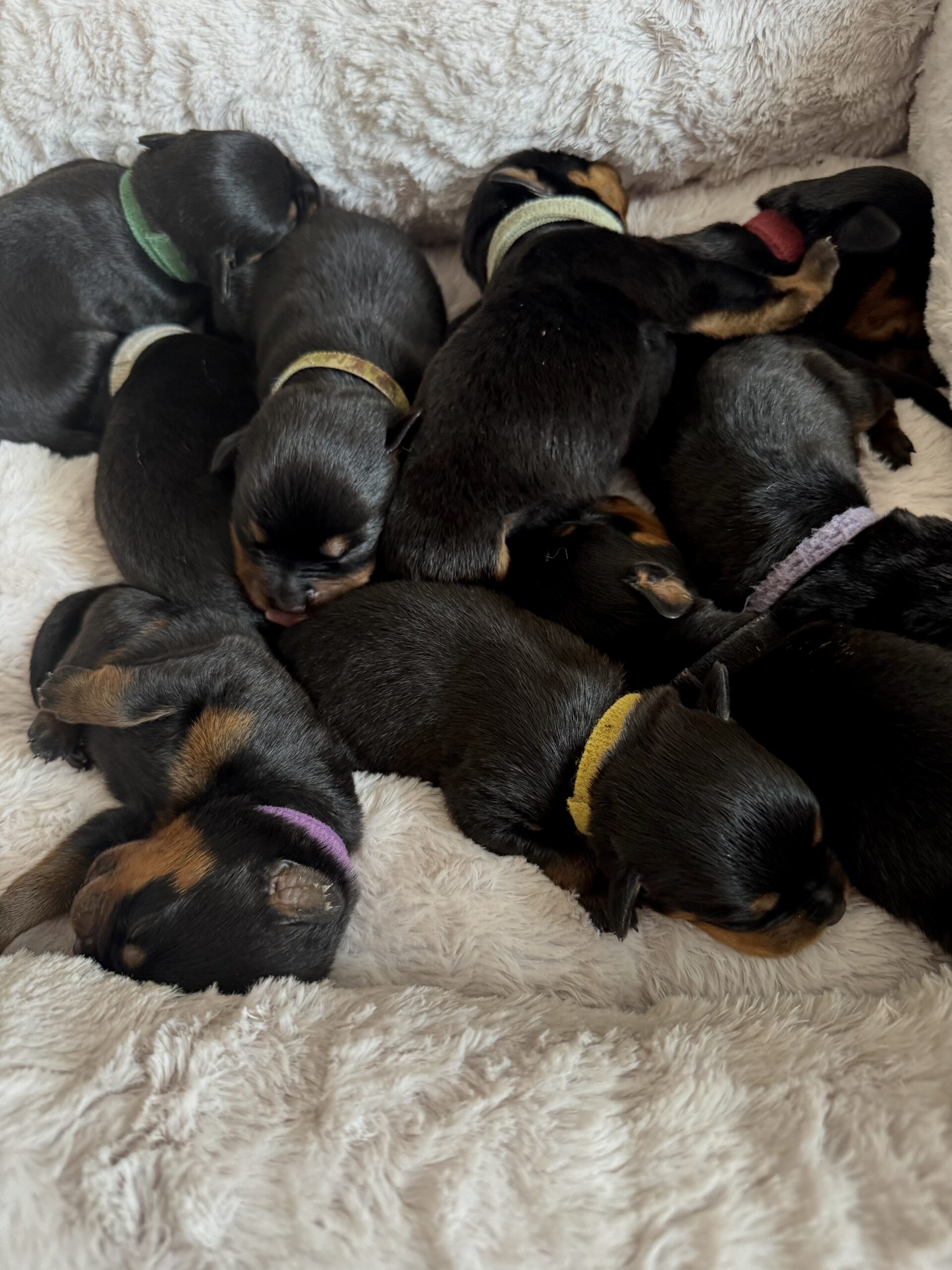 Puppies for sale