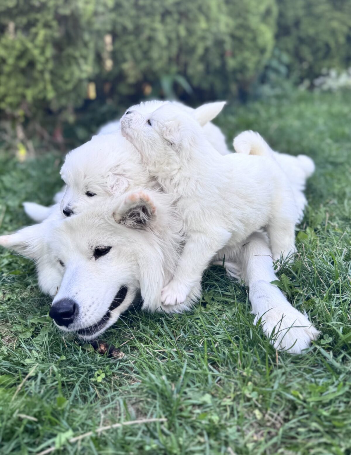 Samoyed Puppies