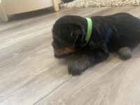 Yorkie Puppies for sale