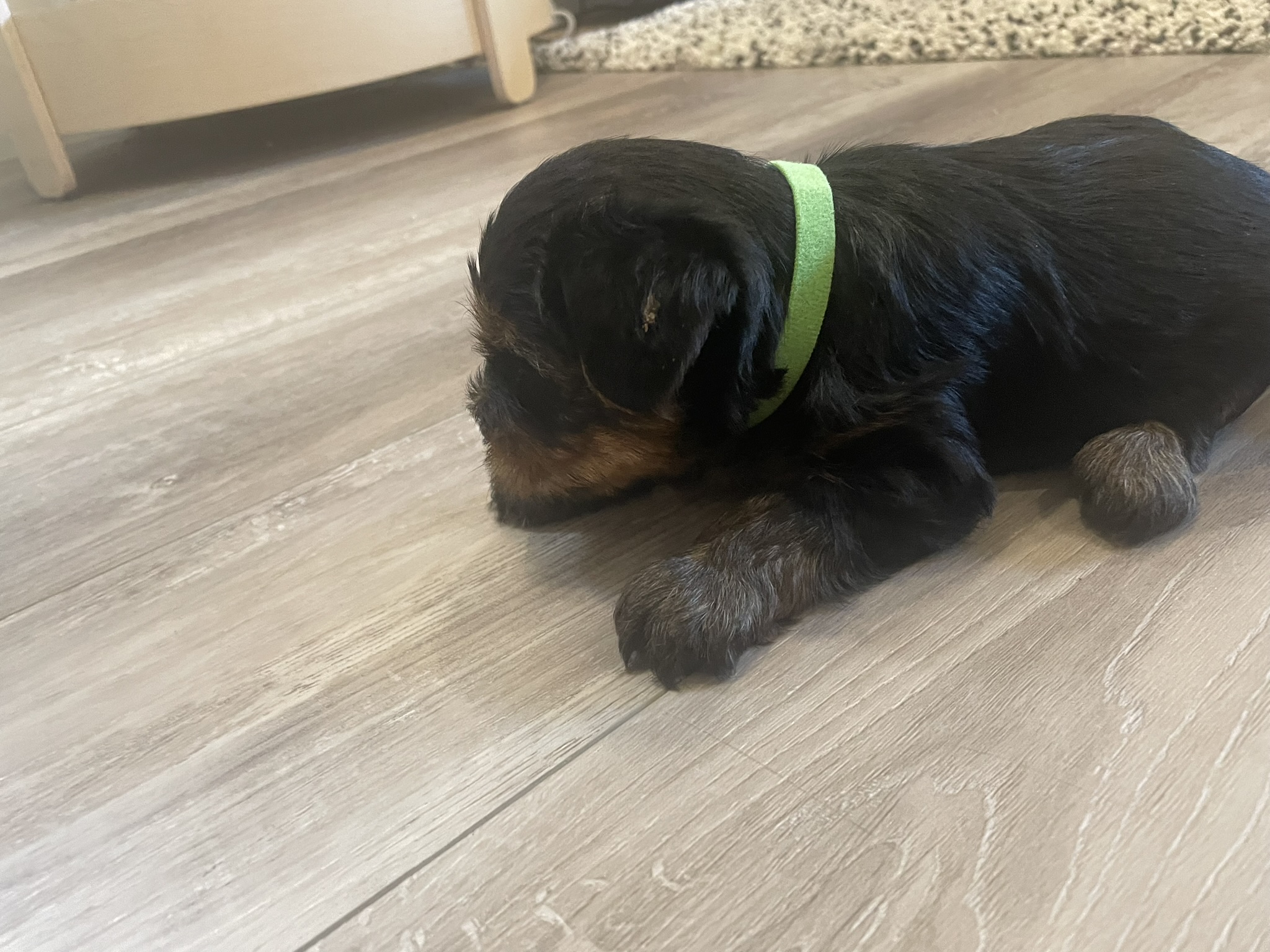 Yorkie Puppies for sale