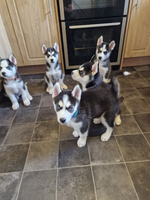 Puppies for sale