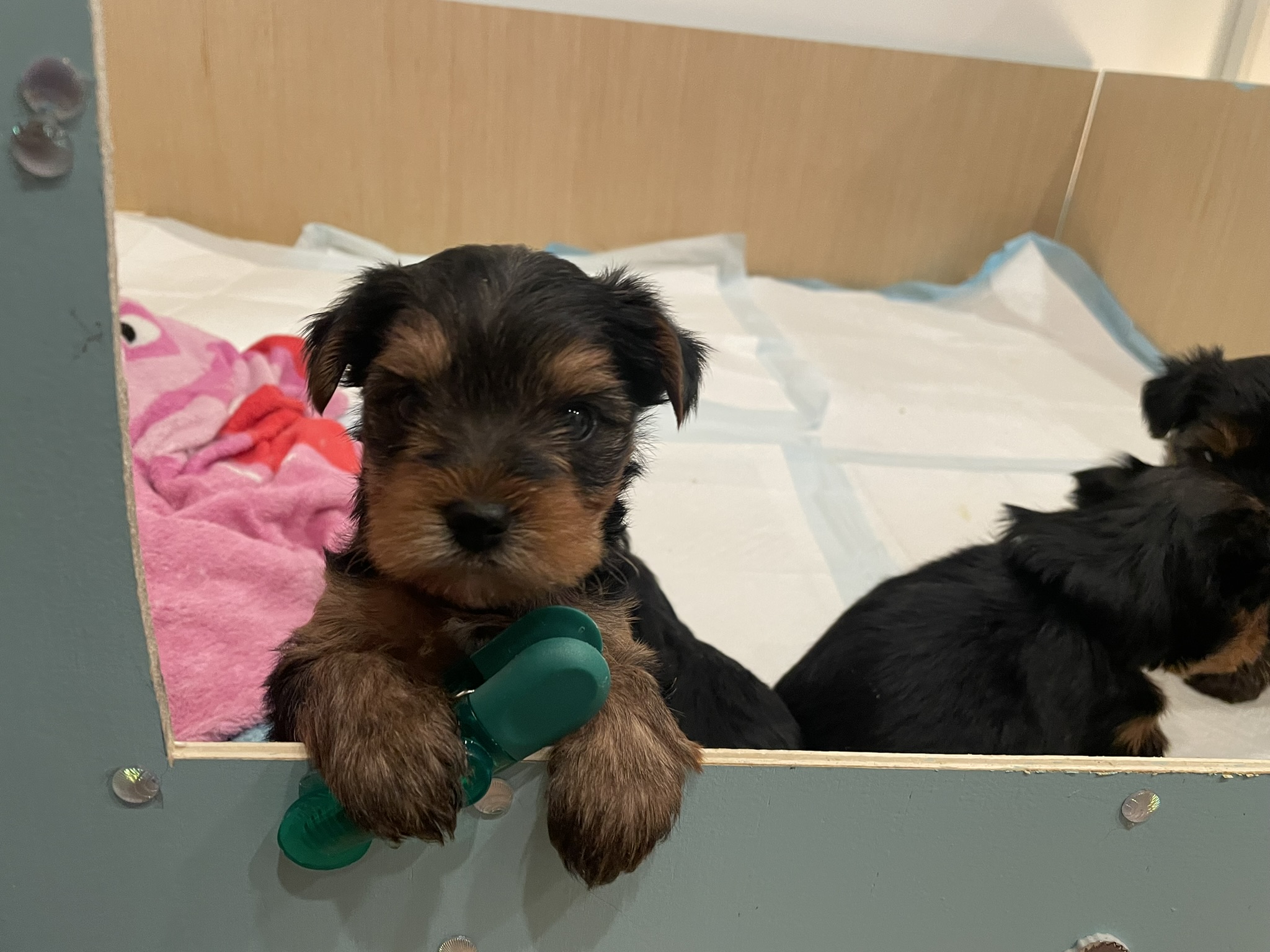 Yorkie Puppies for sale