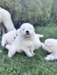 Samoyed Puppies