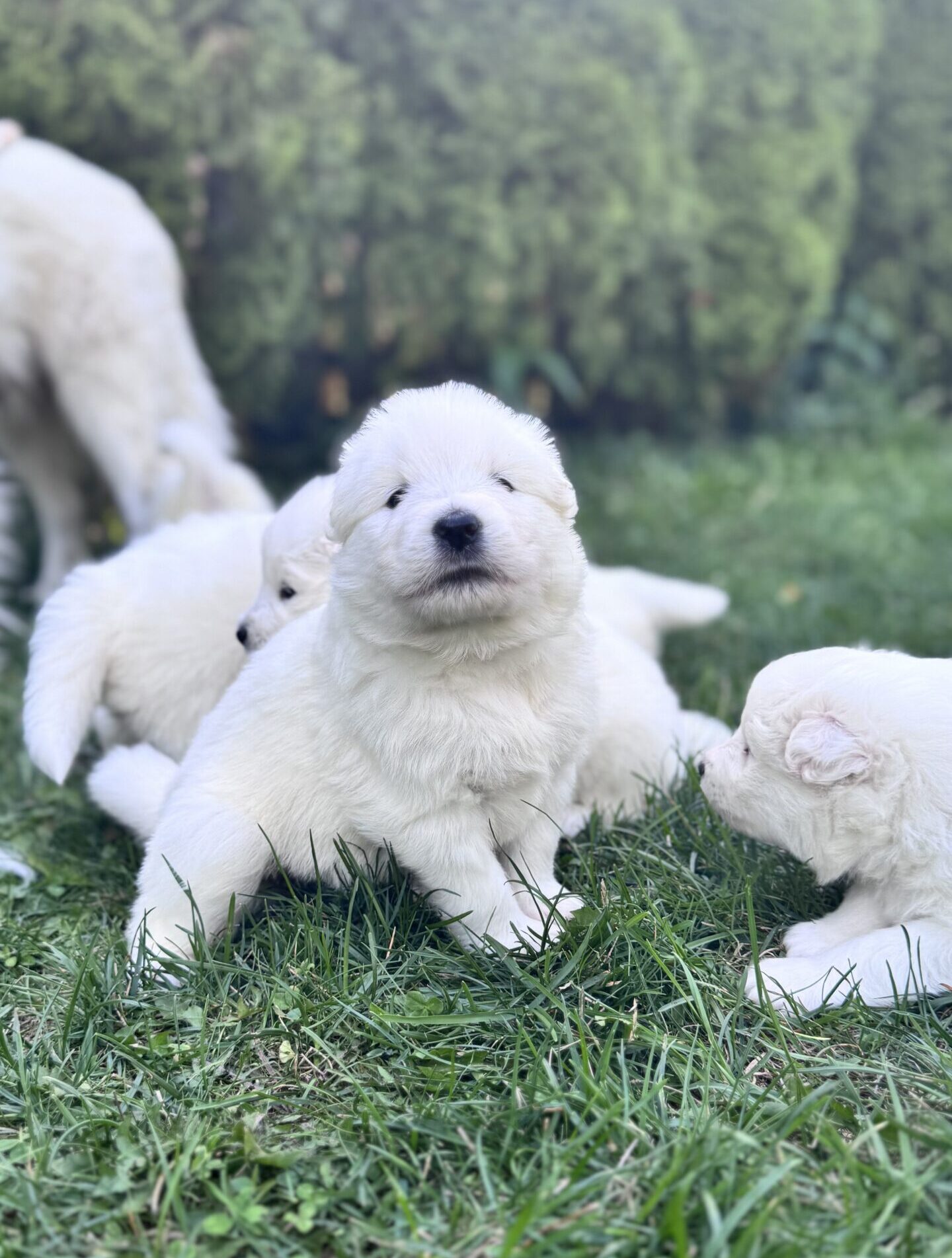 Samoyed Puppies