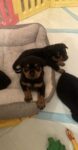 Puppies for sale