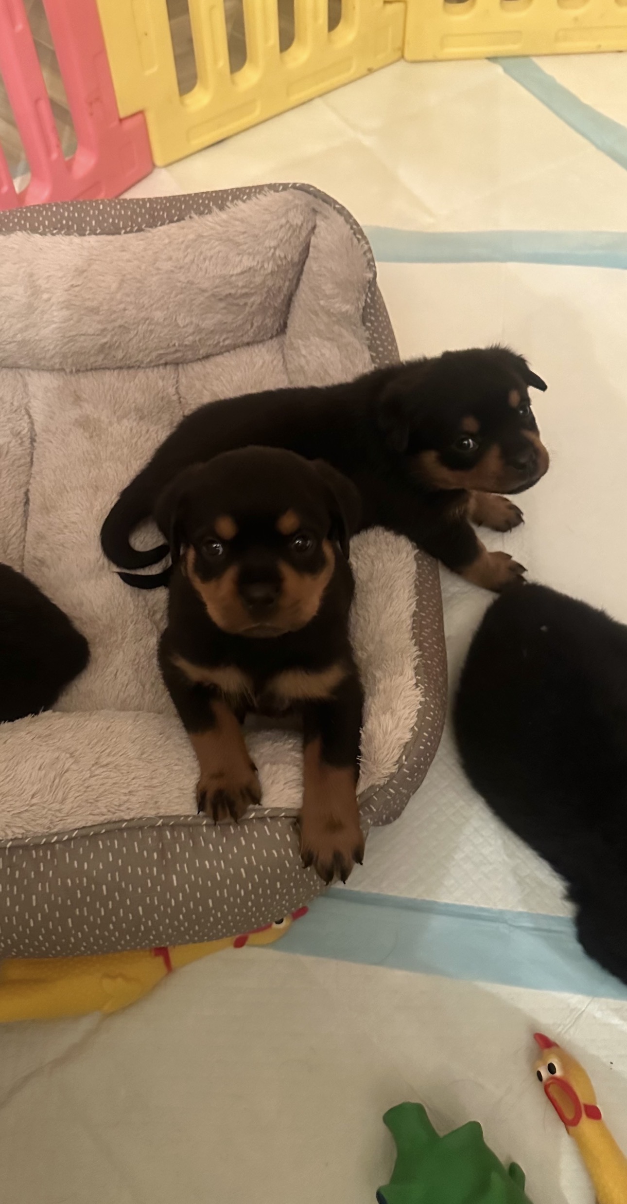 Puppies for sale