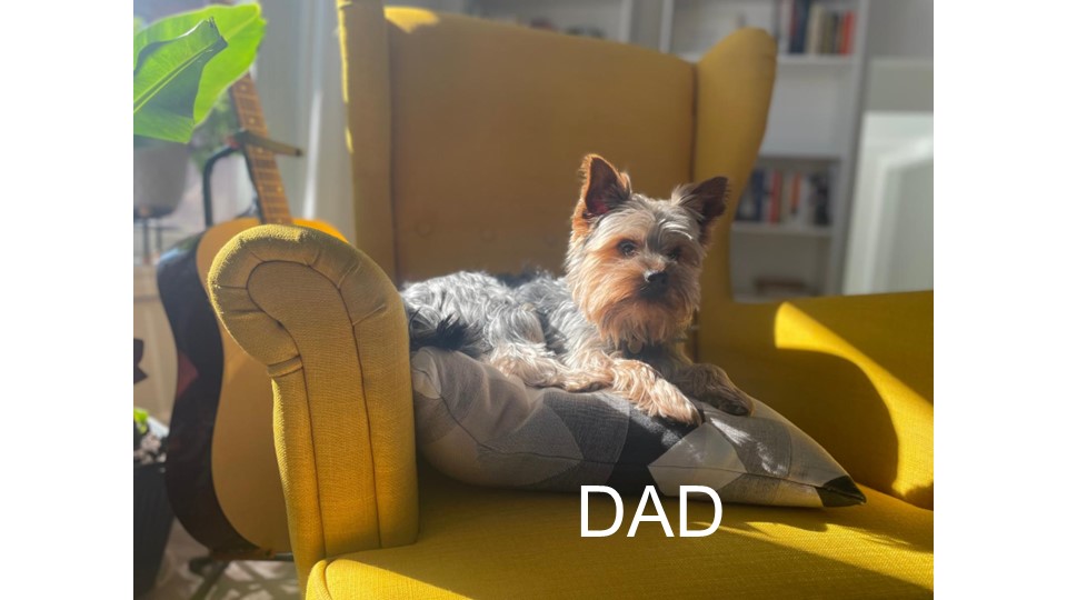 Yorkie Puppies for sale