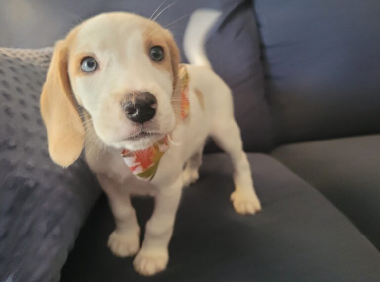 Puppies for sale