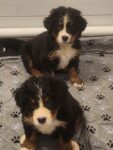 Puppies for sale