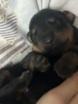 Puppies for sale
