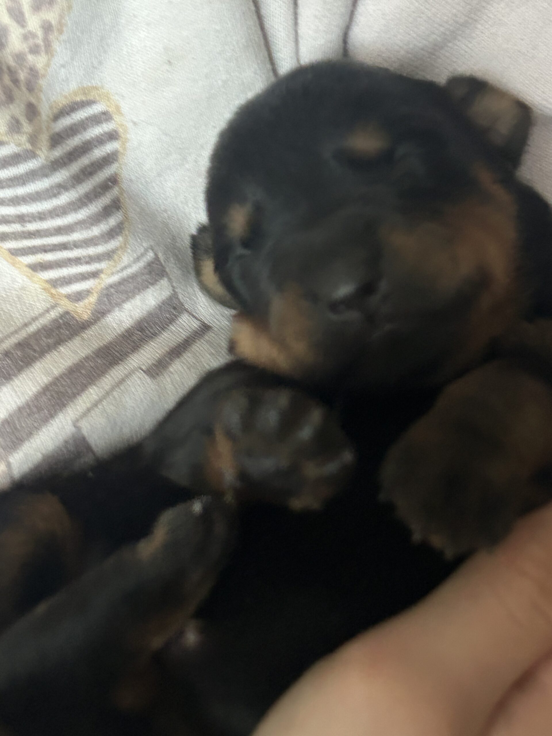 Puppies for sale