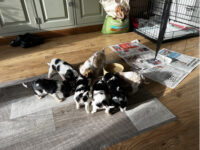 Puppies for sale