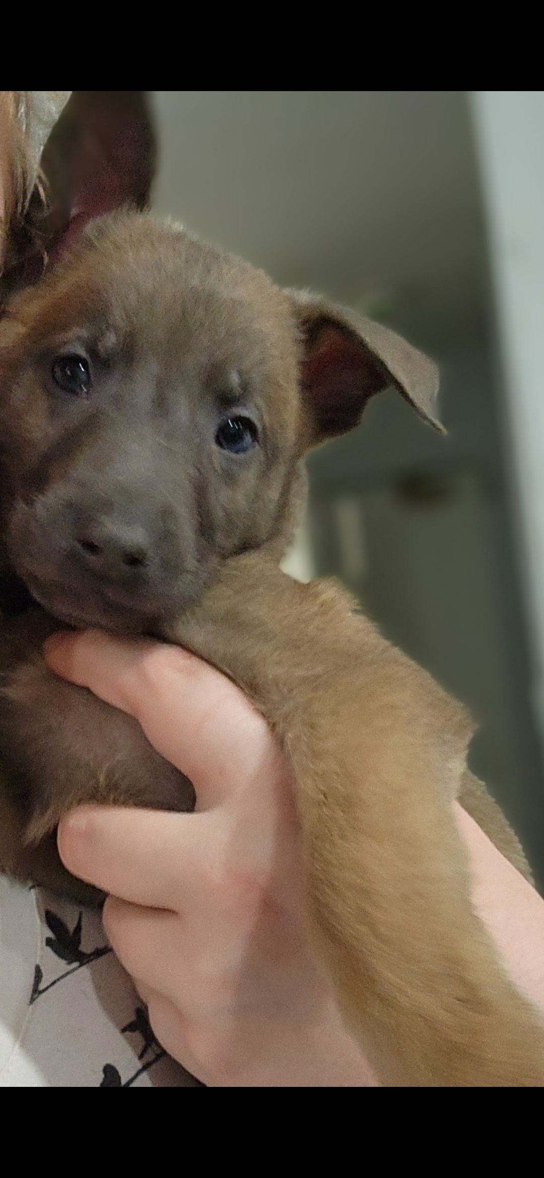 Puppies for sale