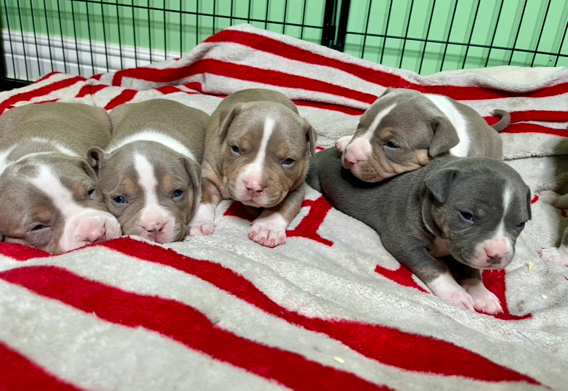 Puppies for sale