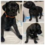 Puppies for sale