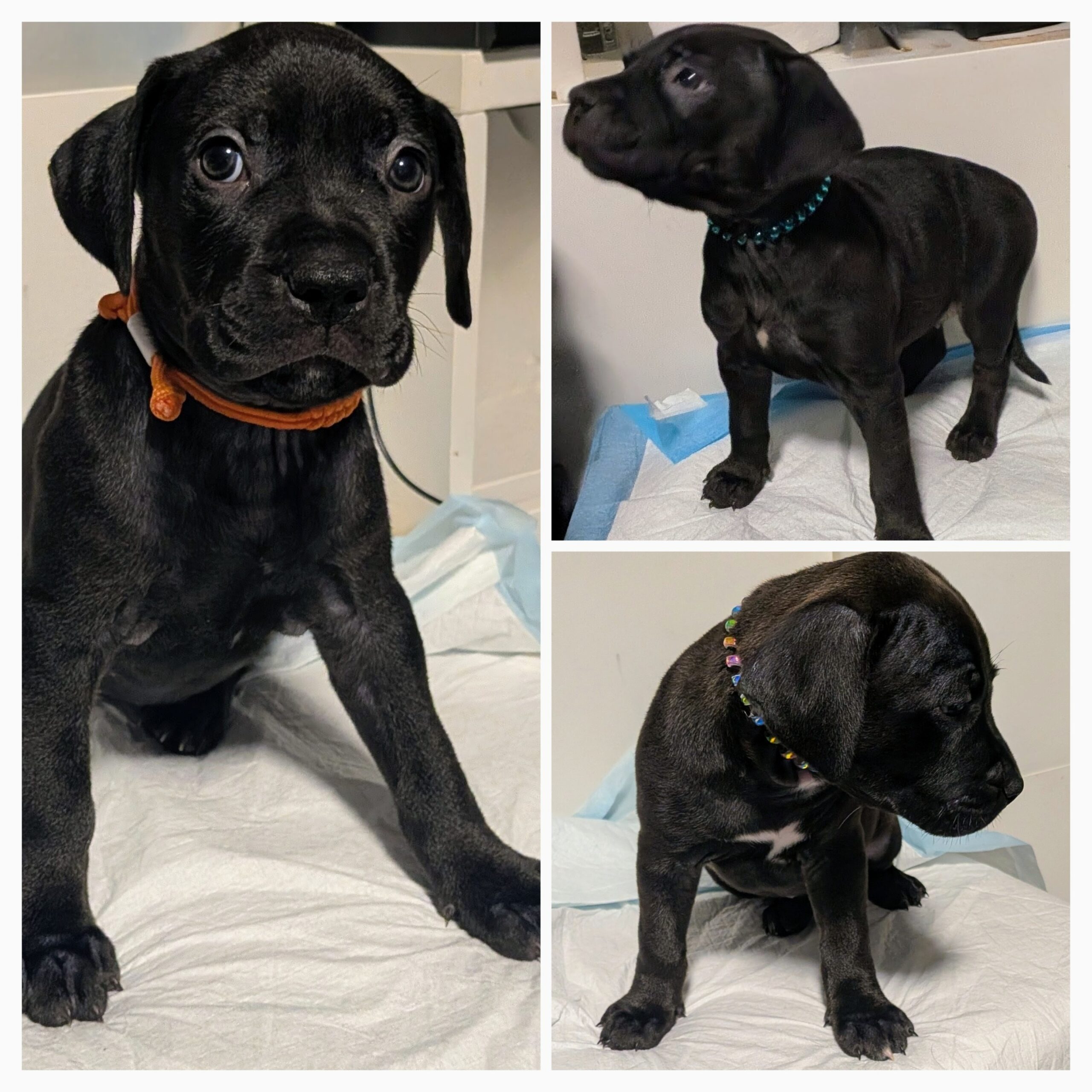 Puppies for sale