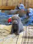 Labrador Puppies for sale
